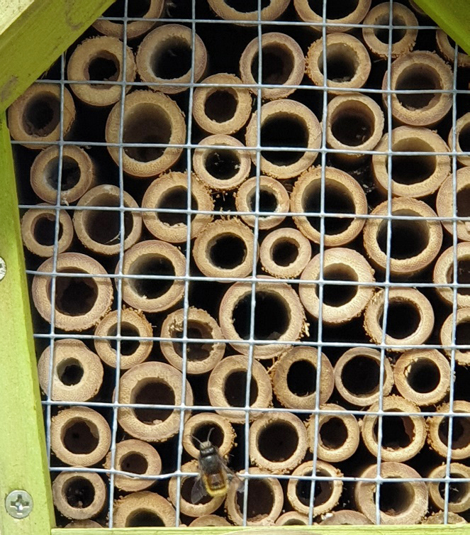 Insektenhotel