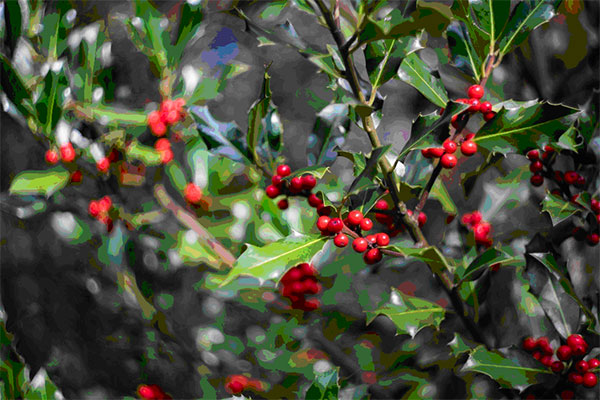 Stechpalme - Ilex aquifolium