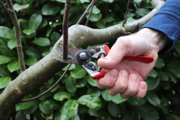 Obstbaumschnittkurse